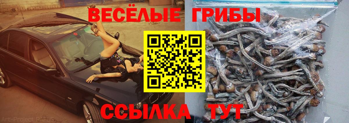 Псилоцибиновые грибы Psilocybe Ишим